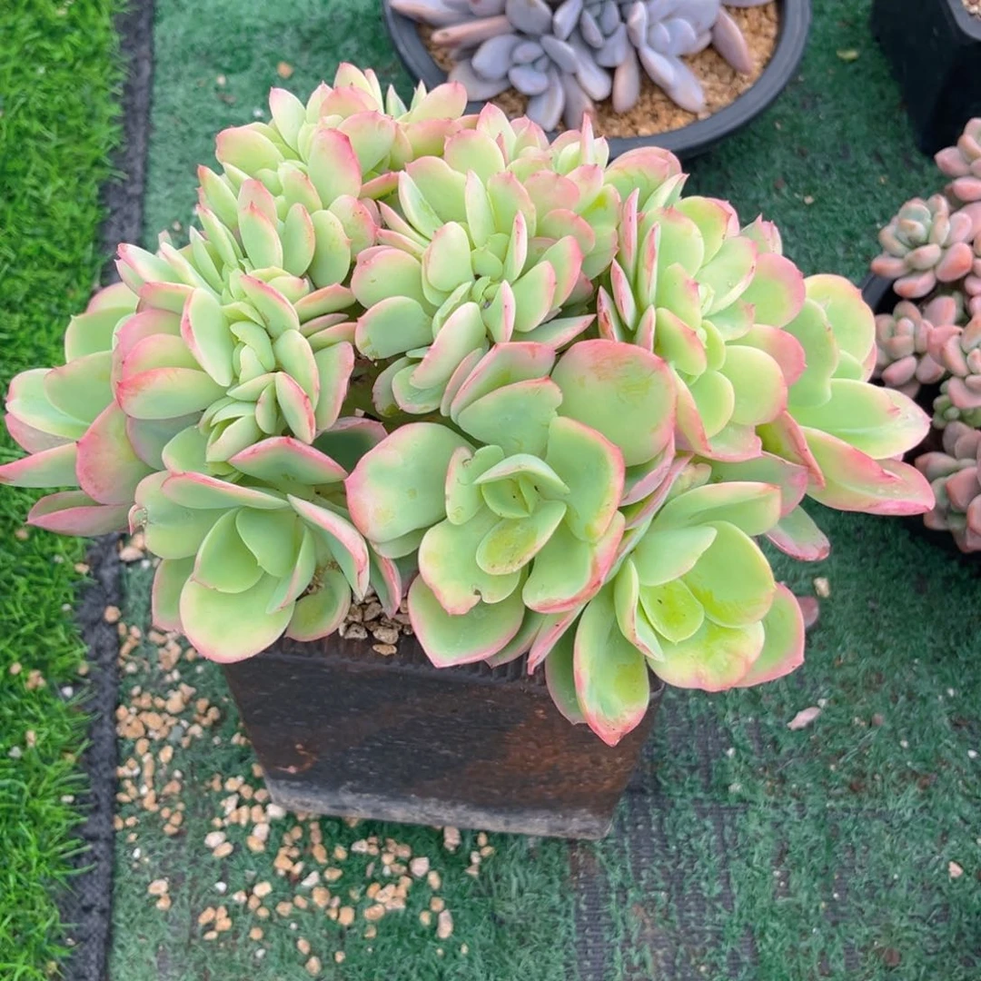 桃花石95866555555555