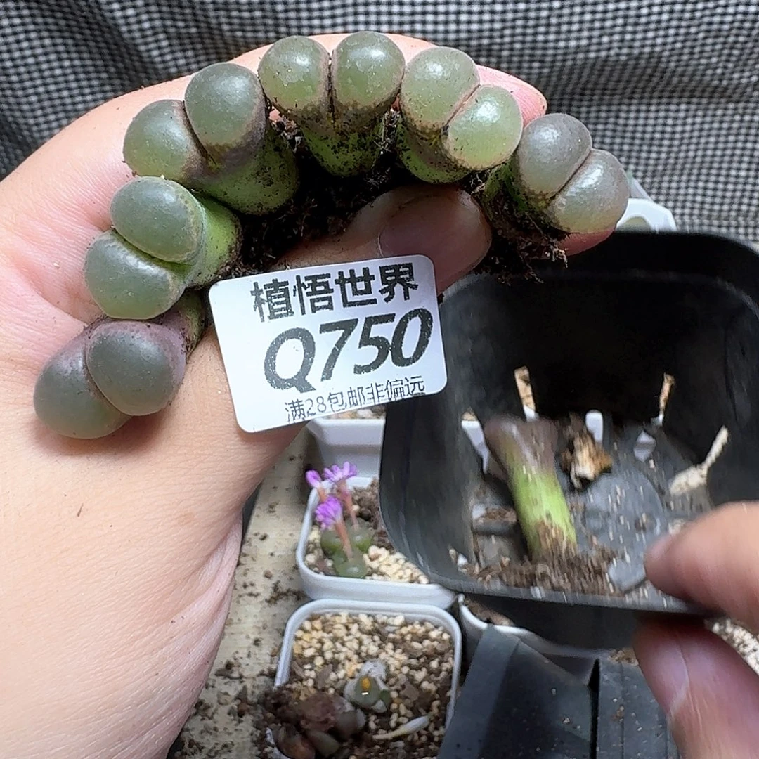 多肉植物的润泽吃fv