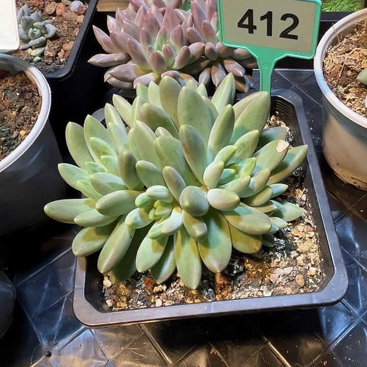 多肉植物橙色奇迹412