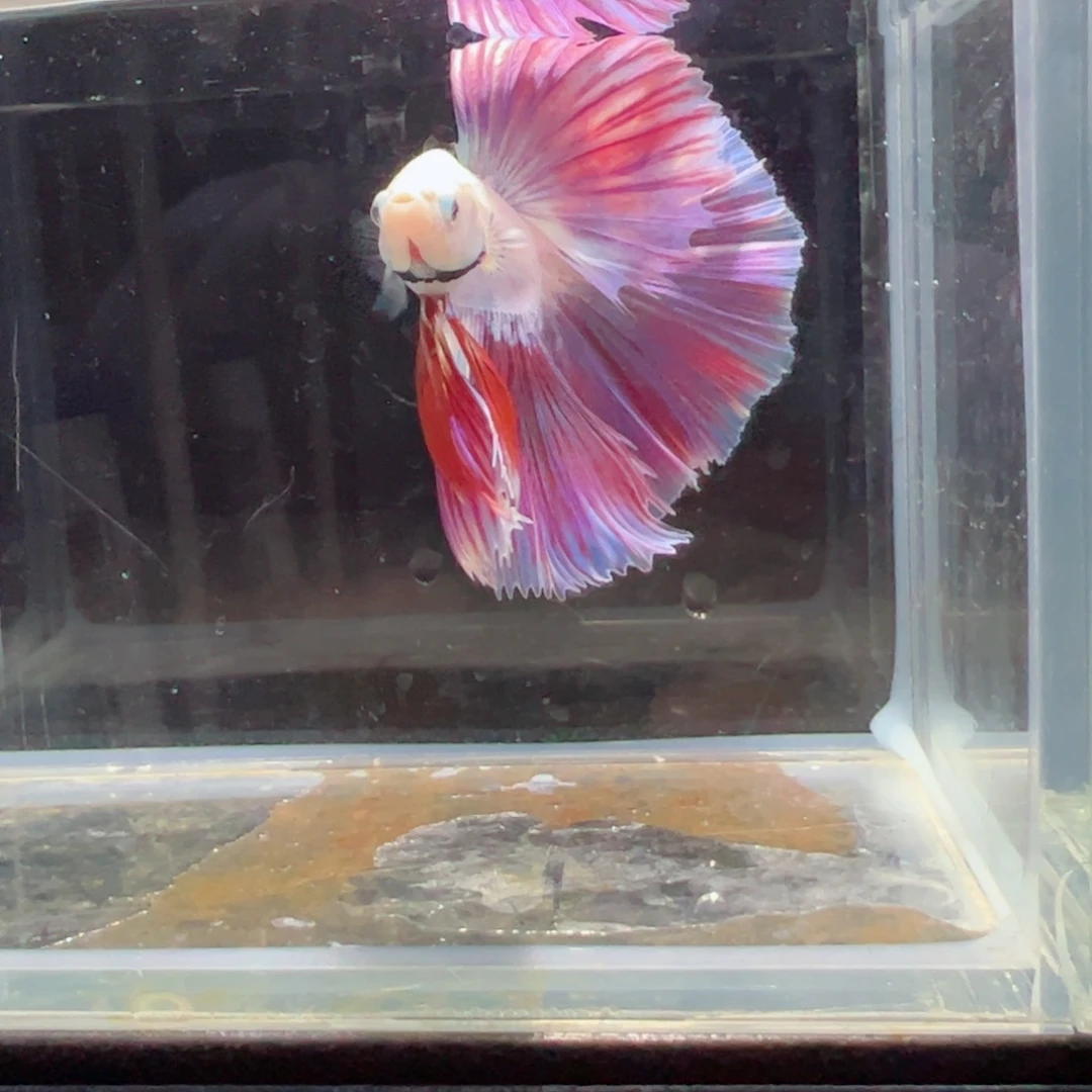 斗鱼浅色特殊尾hhhh