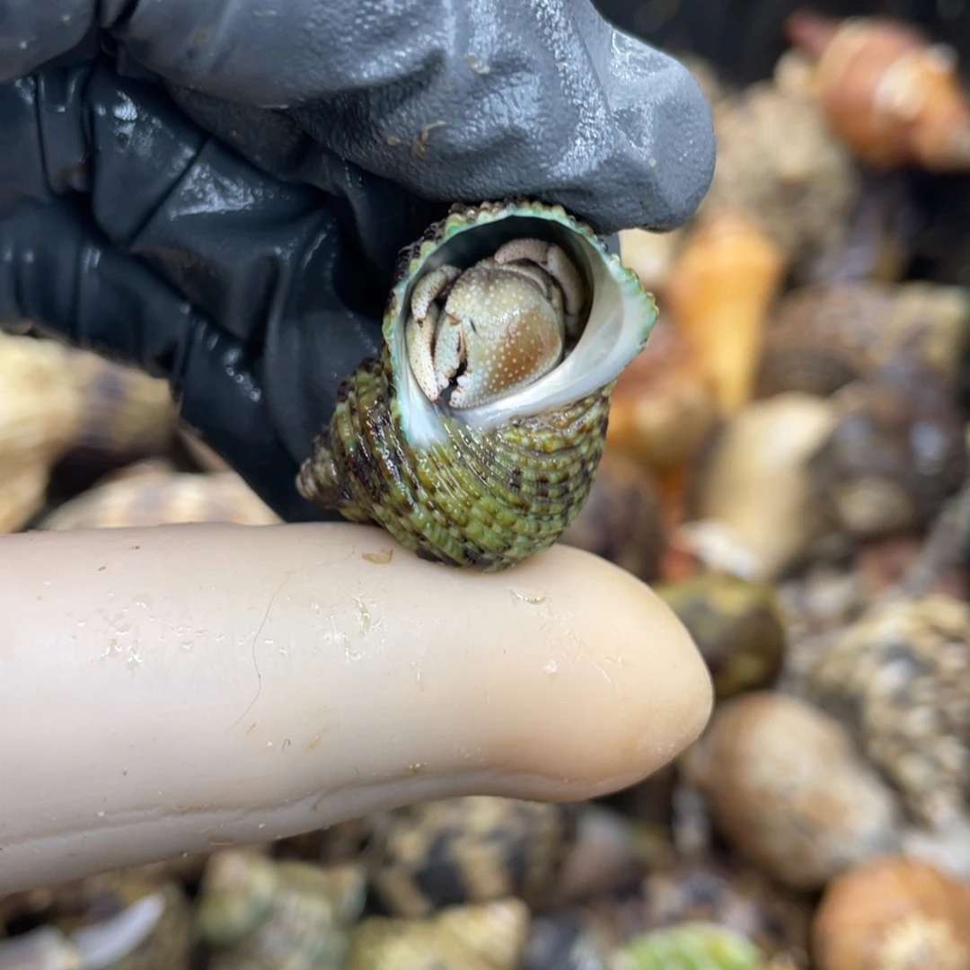 不退不换活体宠物209