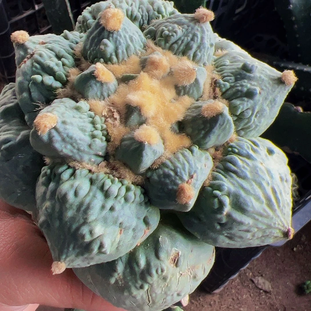 无花朵福利大尤怒涛牡丹612