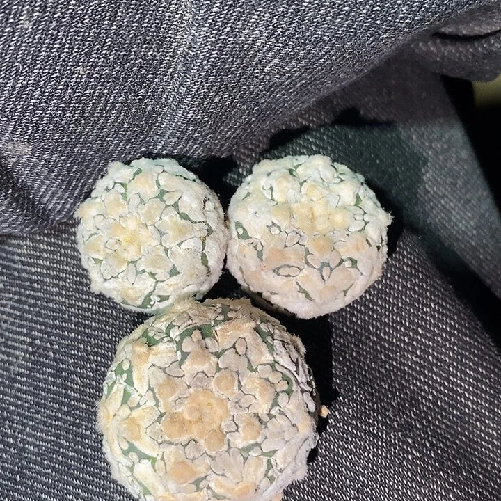 无根福利一组浓白v侧牙