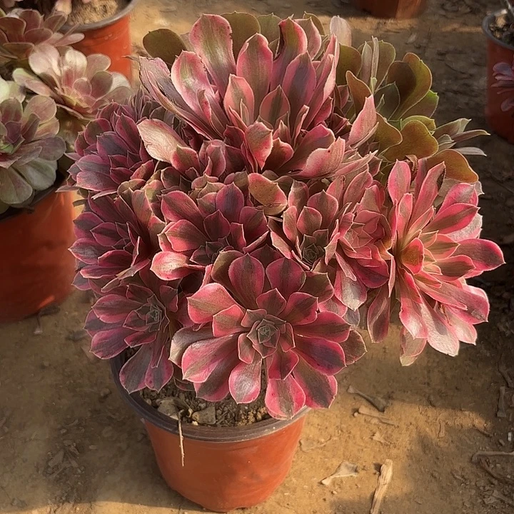 多肉植物女妖阴阳50