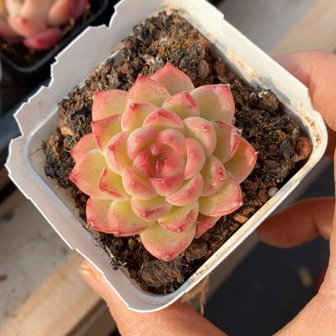 精品多肉一物一拍不包整59