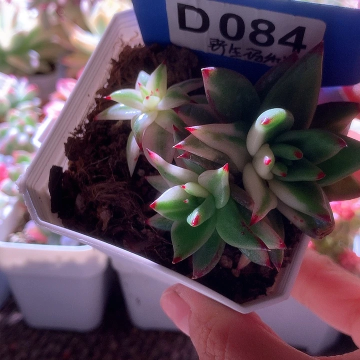 野生玛利亚群生有根