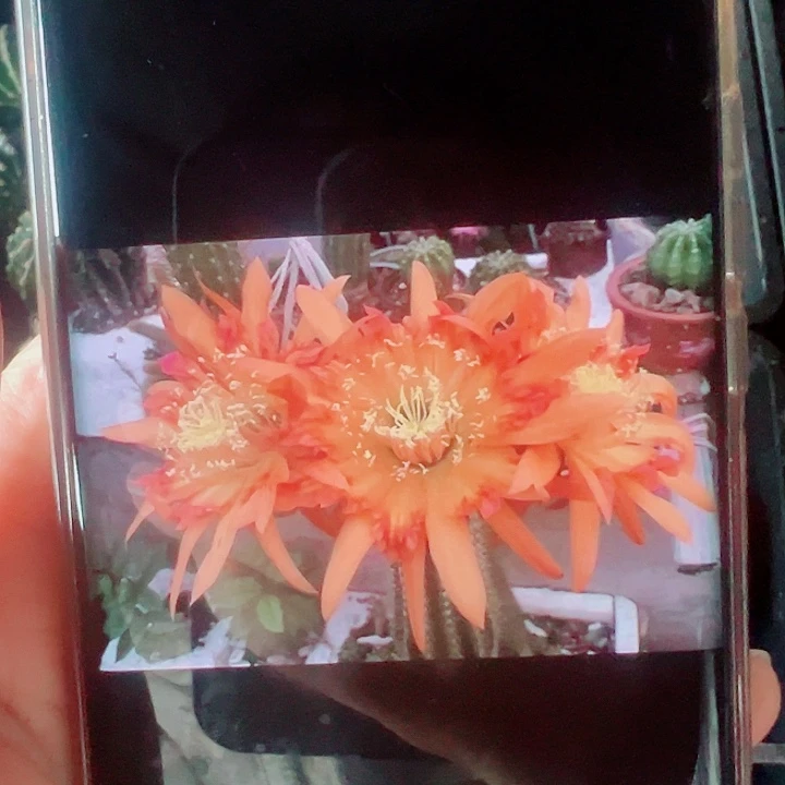 毛花柱橙帕帕侧芽拍一发二