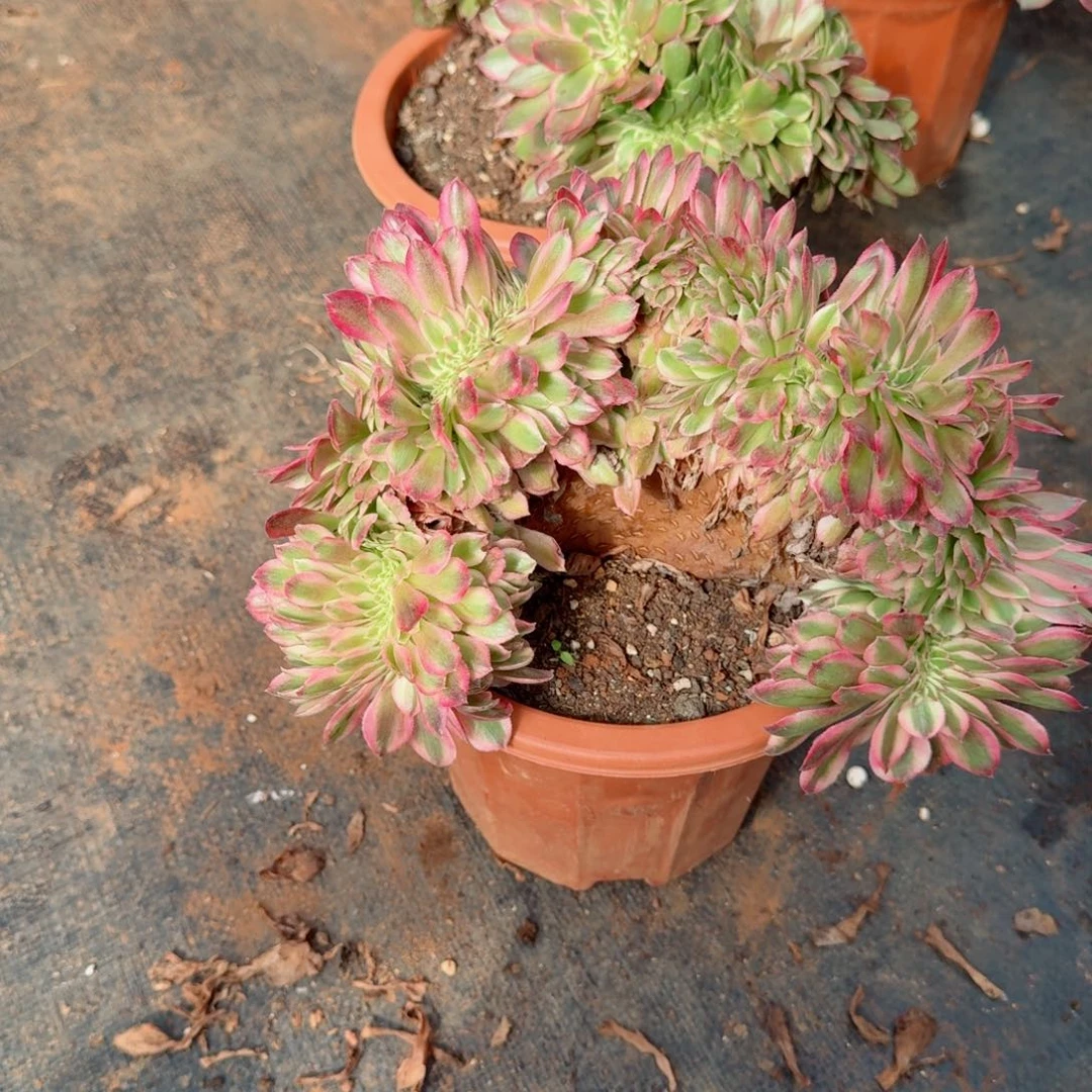 205荔枝缀化多肉植物满28包邮