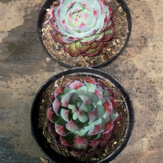 淡*~惊鸿仙子2棵888888