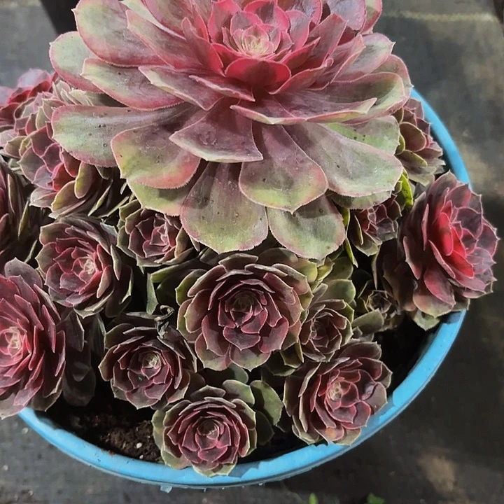 多肉植物福利026个