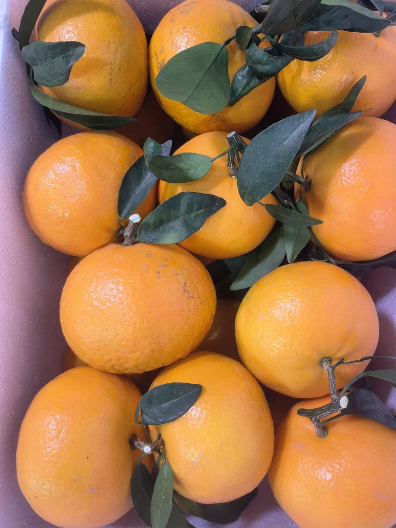 武鸣沃柑淡村一姐546精选净果9斤优质农产品