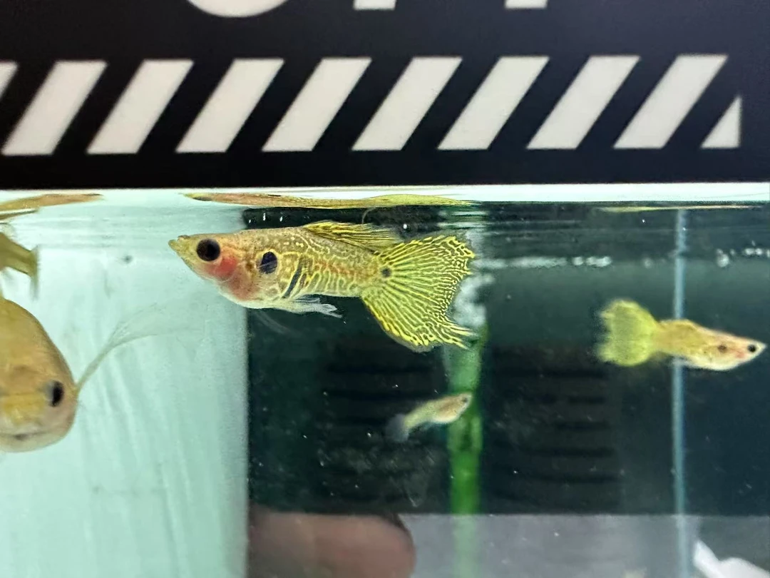 小型观赏鱼高端孔雀鱼超短体黄蕾丝玻璃猫孔雀鱼精品孔雀鱼