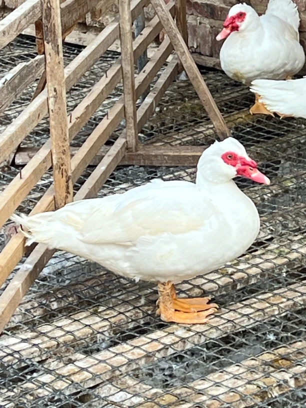 莆田公鸭子 大红面鸭农家散养番鸭 现杀现发 头牙拜拜常用鸭