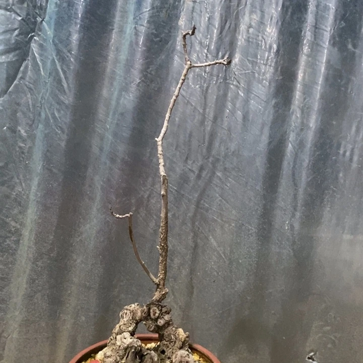 无花朵精品黄栌盆景造型老桩