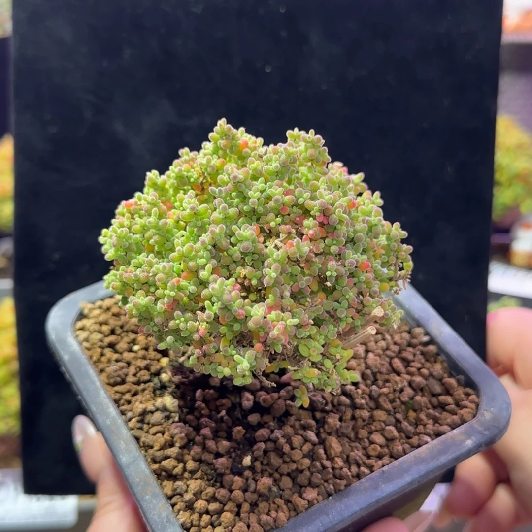 dy1360小小米冠幅7.5cm