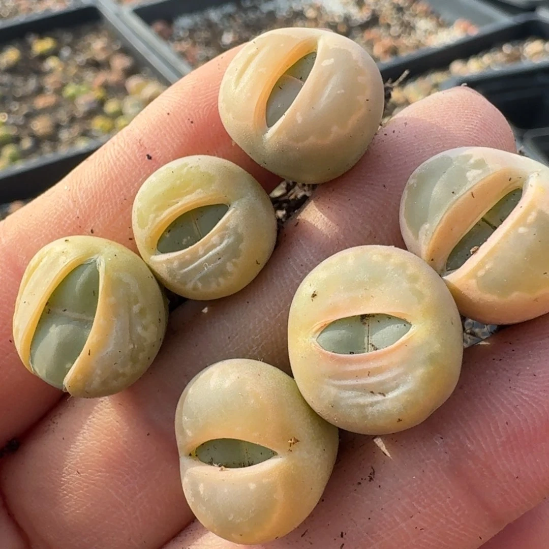 231六颗拉普雷西街心血管医院