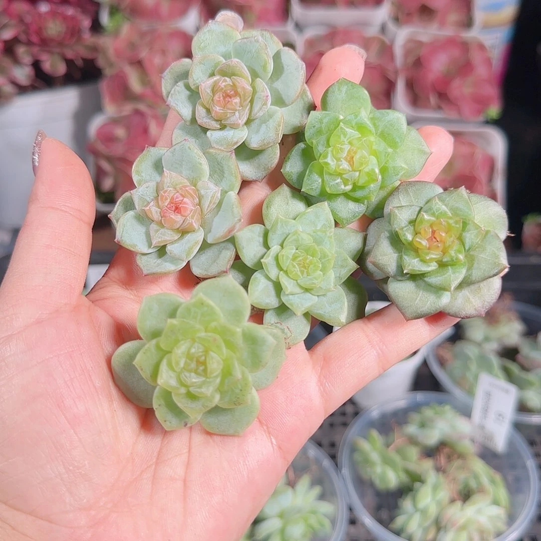 0711,--20糖心珍妮
