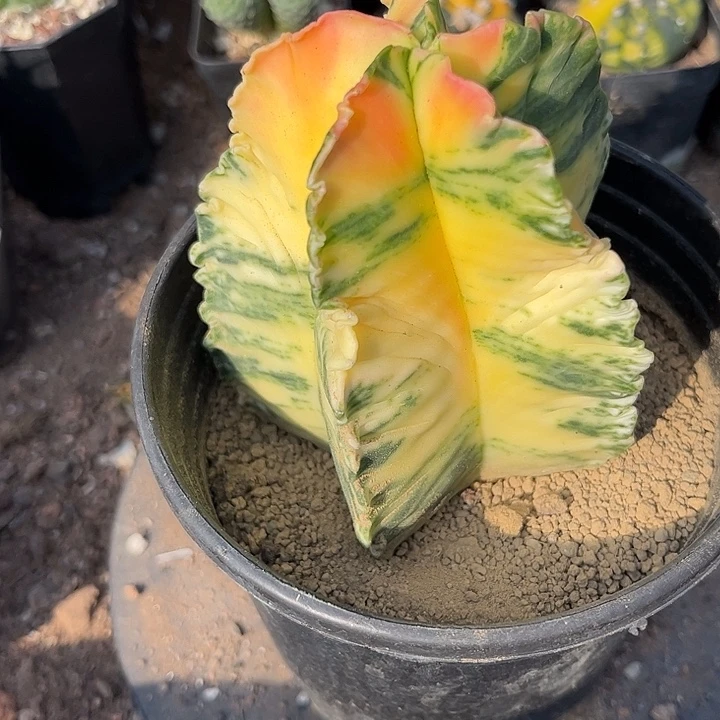 鸾凤玉锦一个一一一一一一一