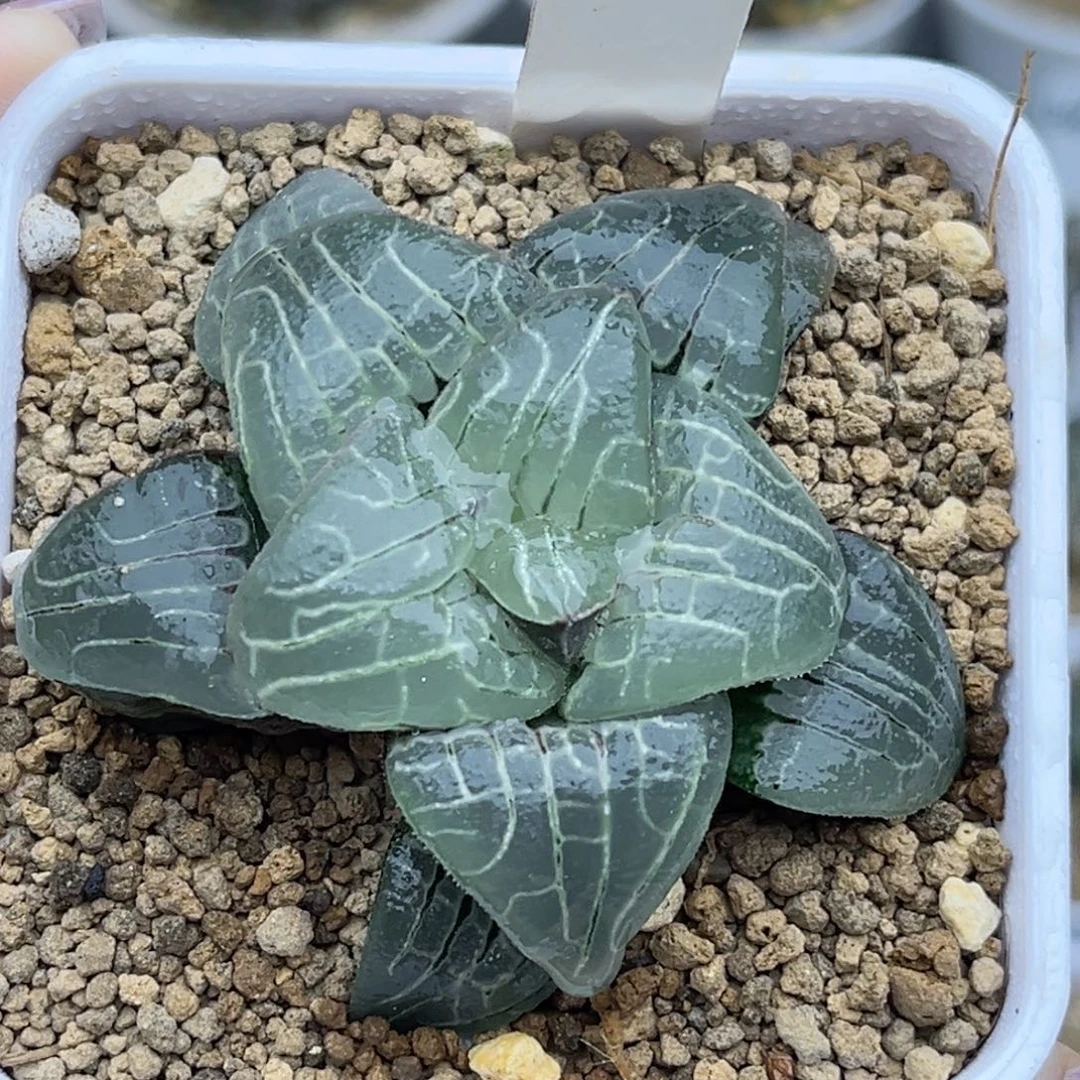 553粉色甜心福利专场