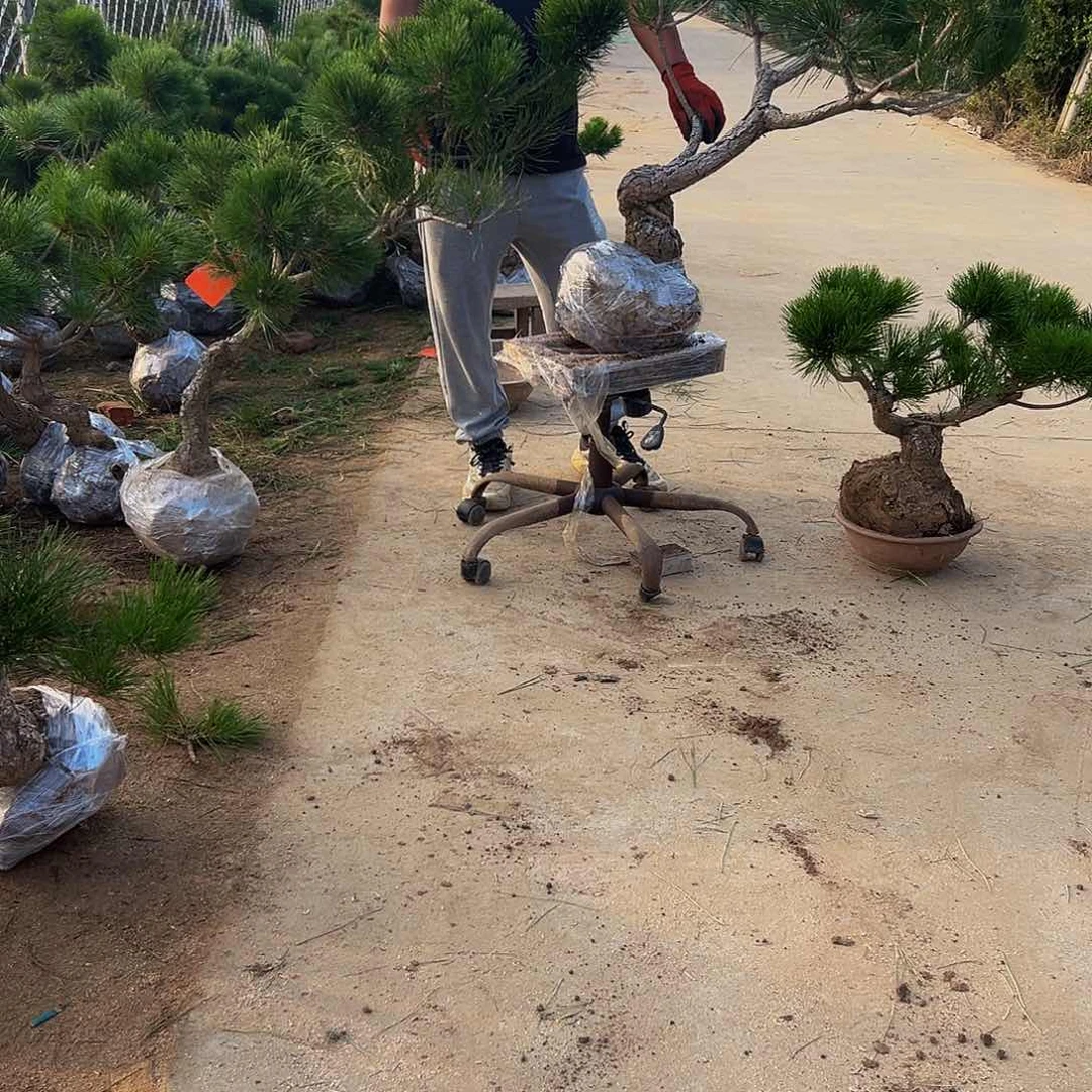 无花朵独**二888888888888