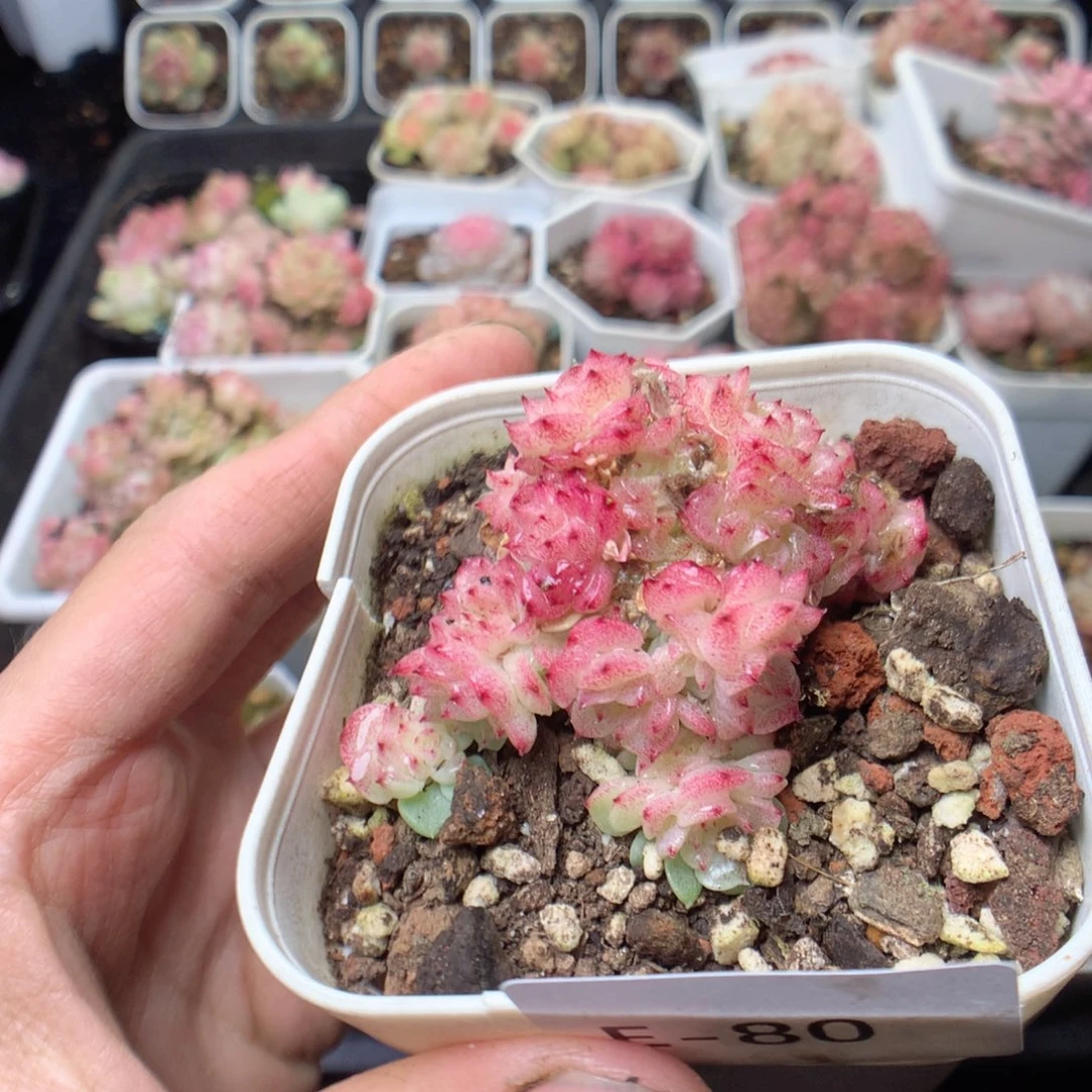 无花朵E80。yyyyyy