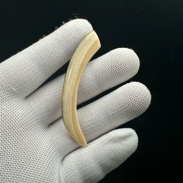 B1865天然猛犸牙牙尖68.4mm支持鉴定 假一罚四