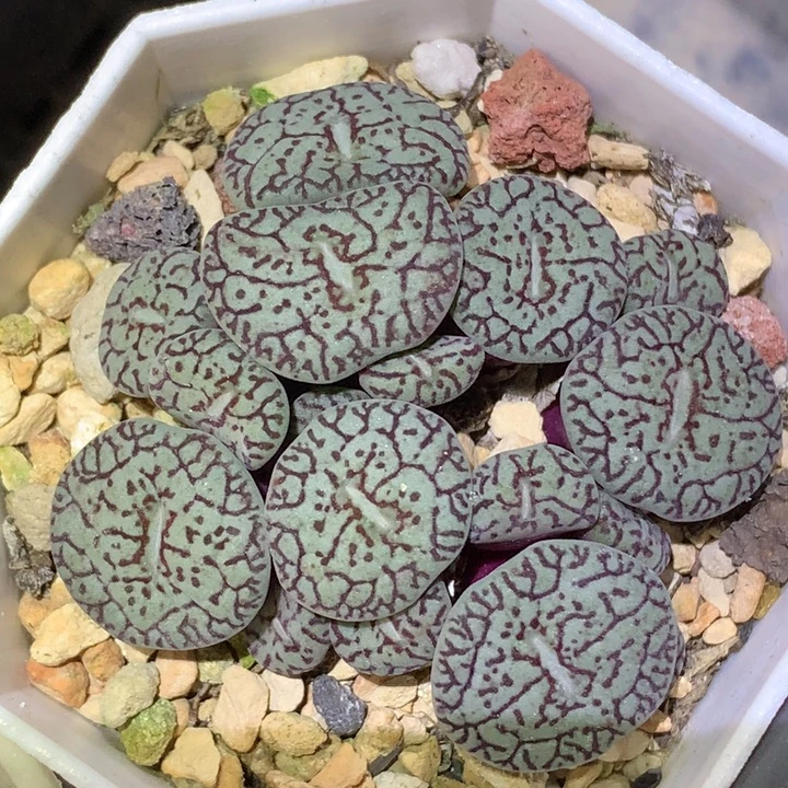 精品多肉植物精品多肉植物