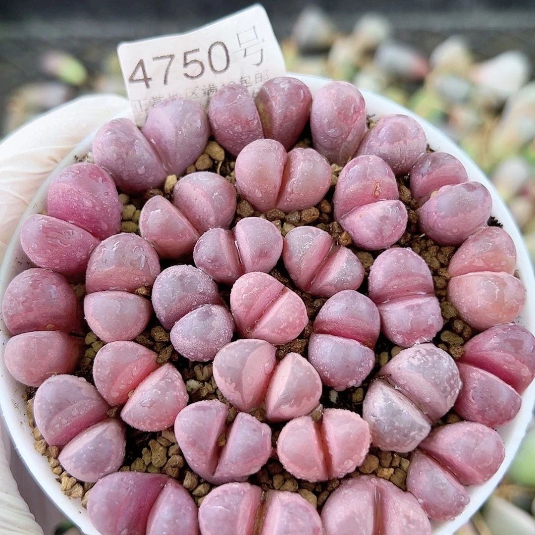 4750 好养易活生石花大母本9cm盆