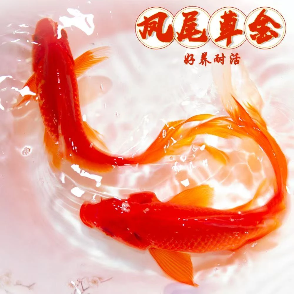 大尺寸火焰红19-22厘米3条红金鱼冷水观赏鱼好养耐活适合新手包邮