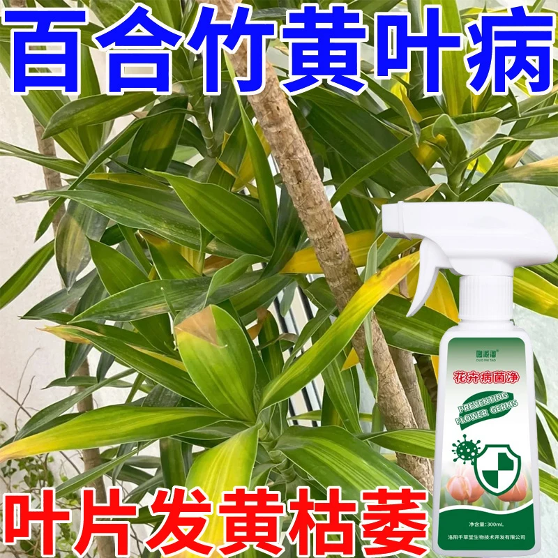 百合竹黄叶病专用营养液肥料叶子发黄掉叶枯萎干叶焦叶急救病菌净