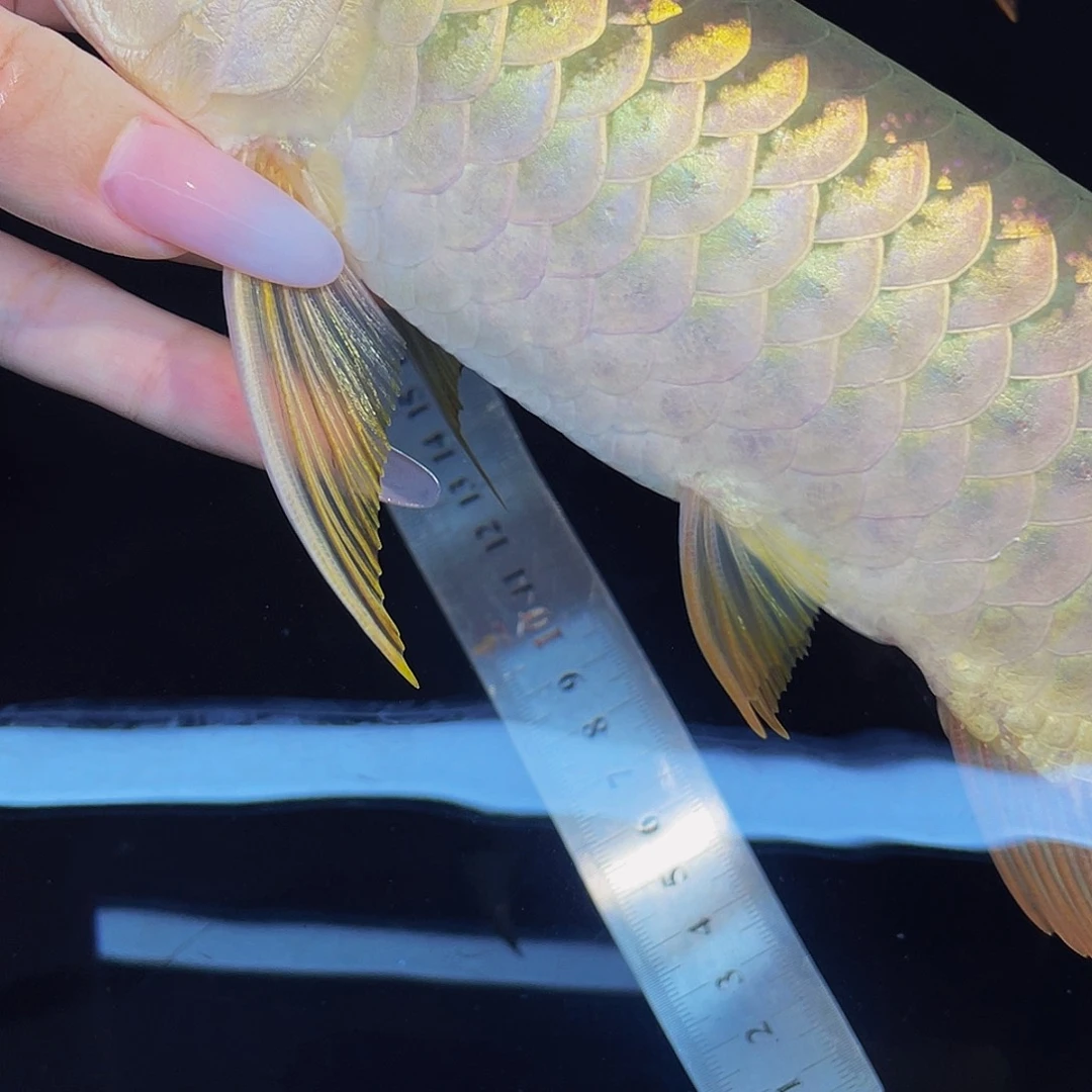 龙鱼用****起金龙hhhhhjjhjhh