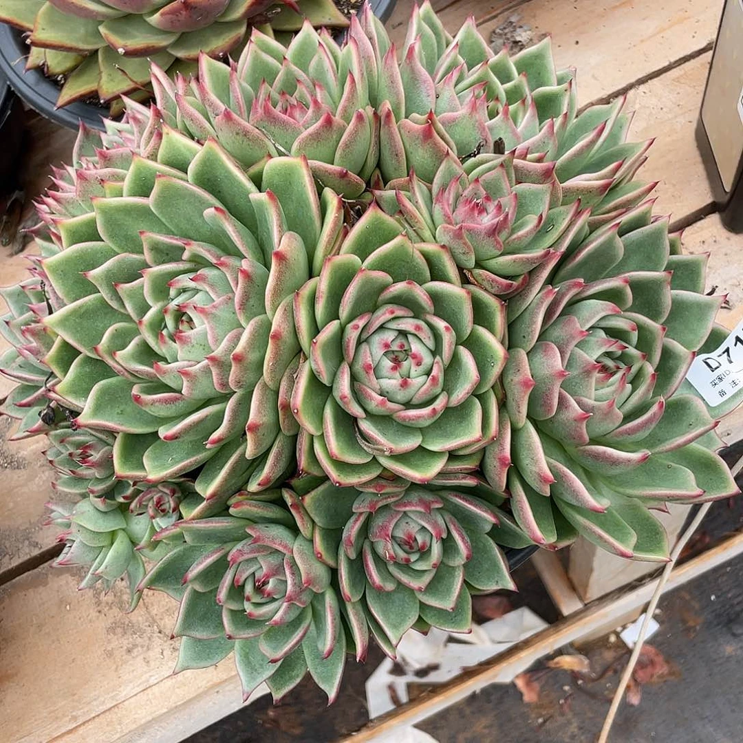 若如东云单拍D717