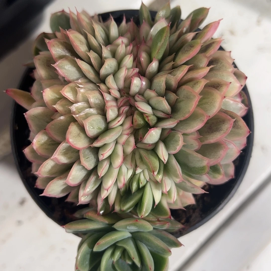 何***清麦秆锦缀多肉植物