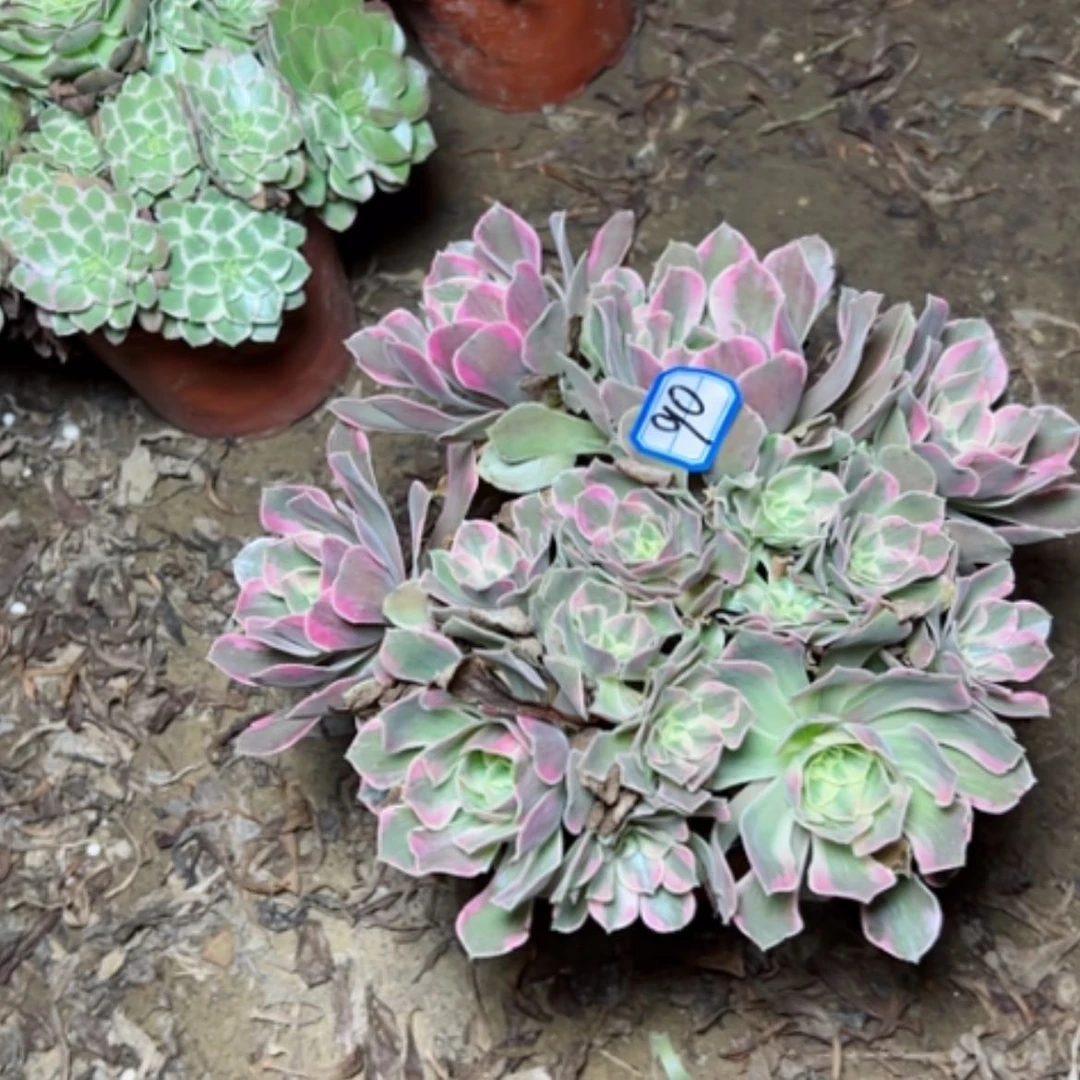 【闪购商品】向*断枝不包90