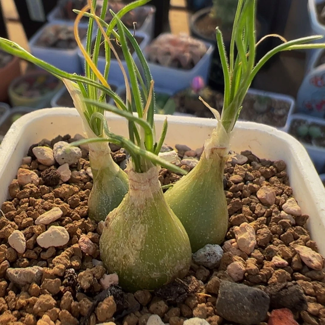 210多肉植物百科植物