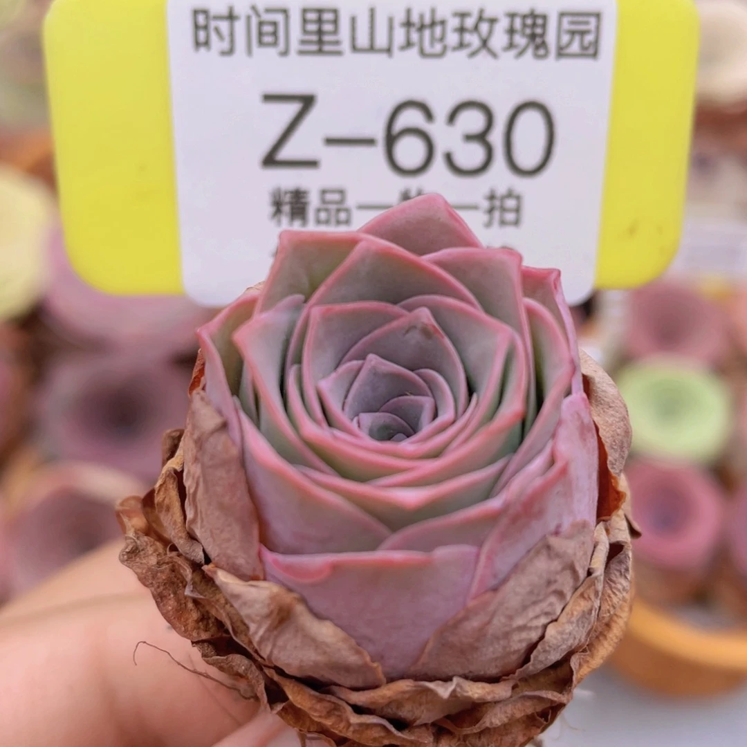 山地玫瑰Z630断枝不包损不售后