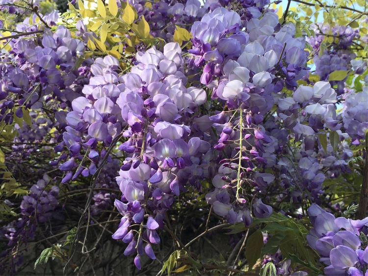 紫藤花树苗带花苞室外爬藤植物庭院老桩多季开花耐寒紫藤花树苗大