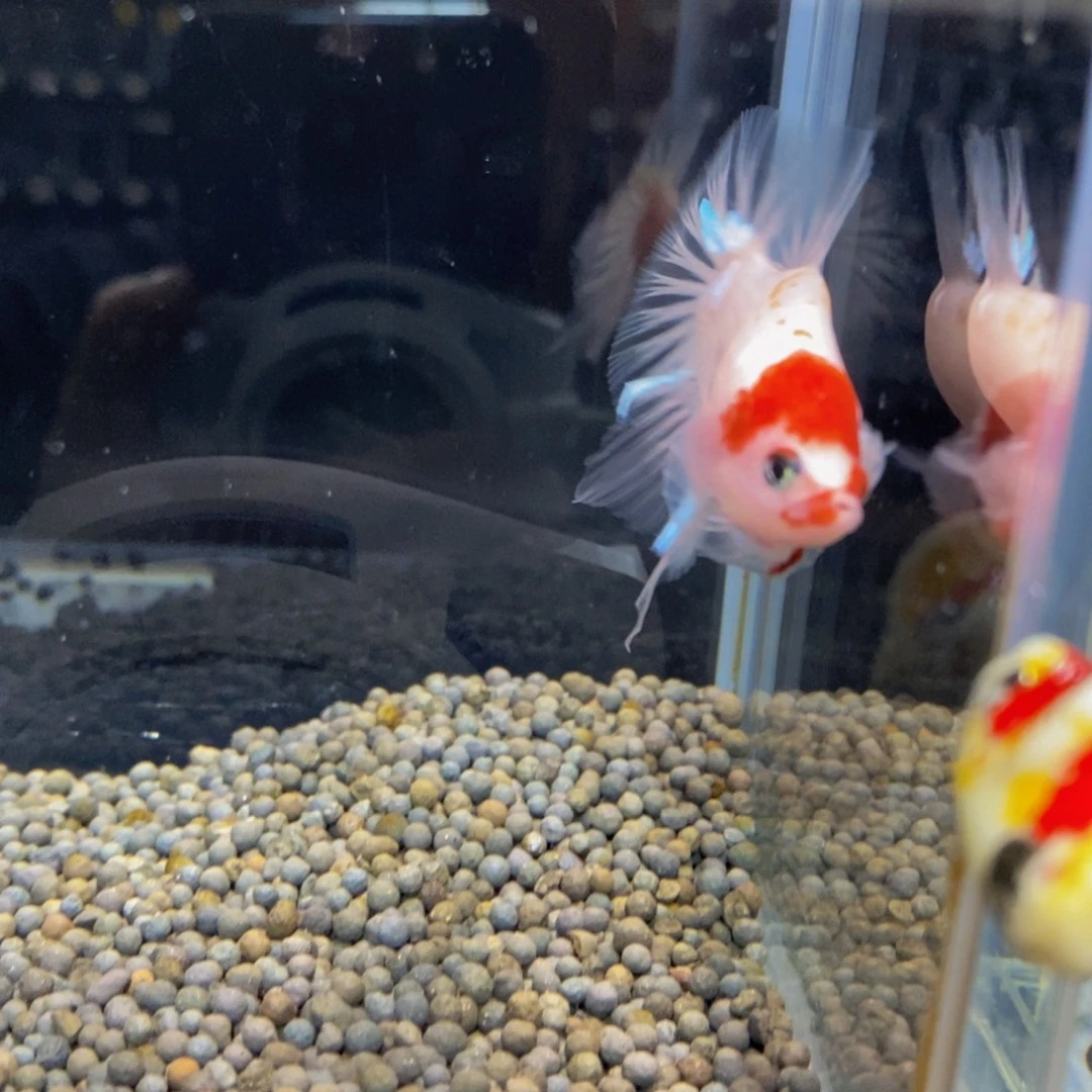 斗鱼256巨斗11111