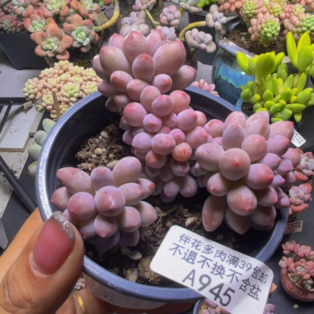 香水手指奶酪945:7cm