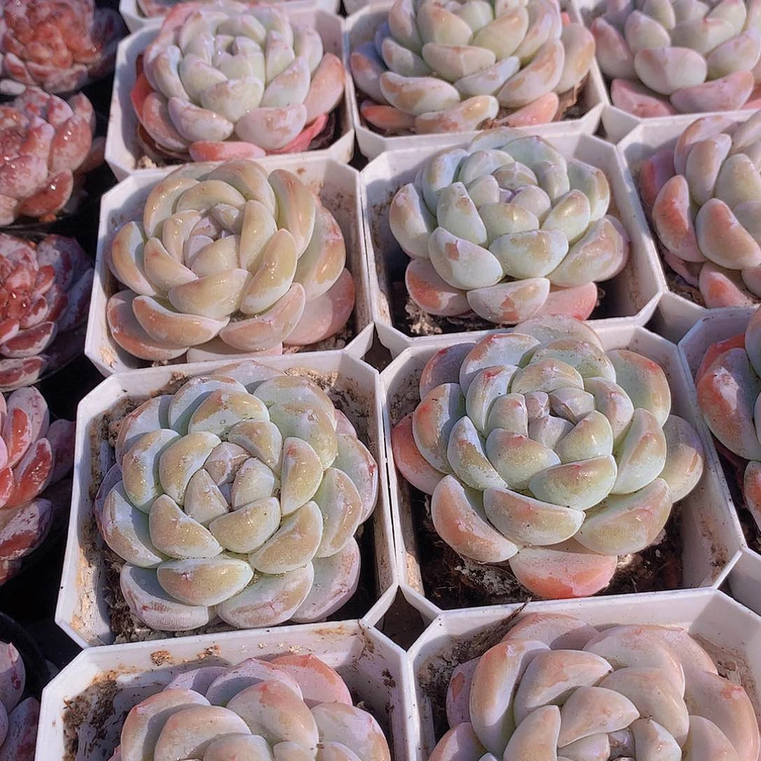 冰玉34667789900000