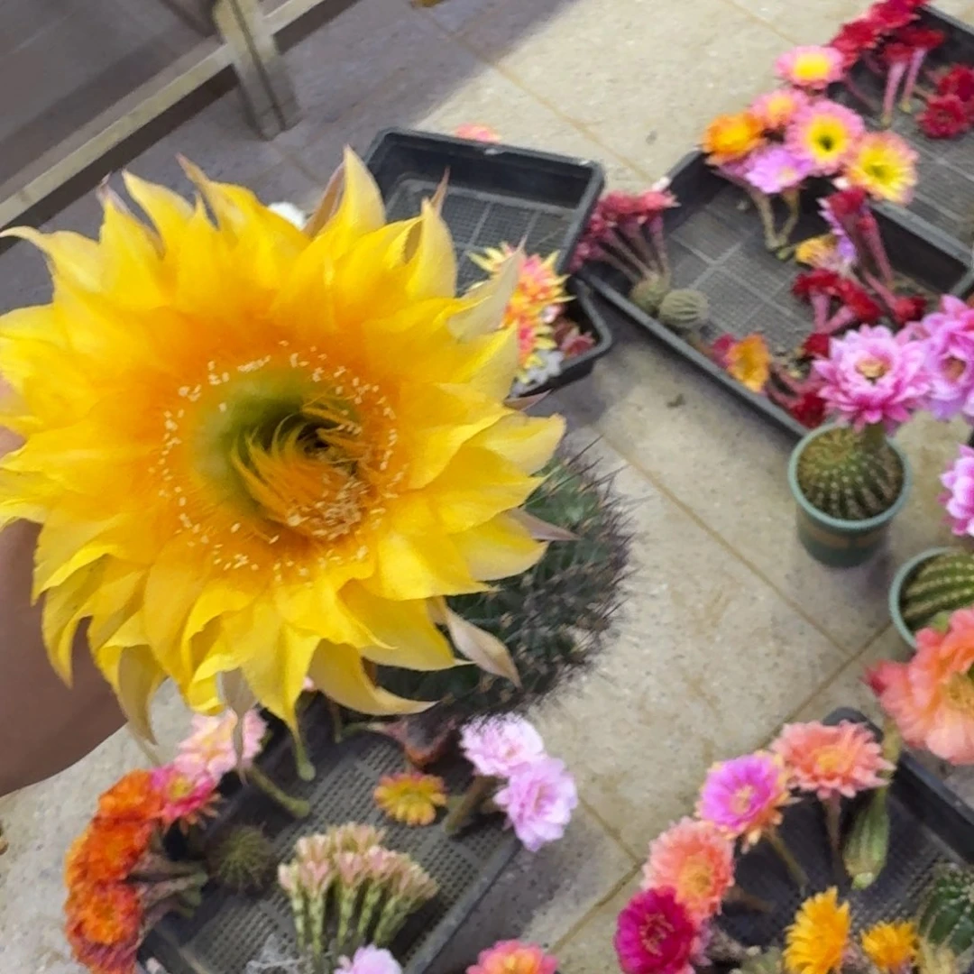 366彩草风车歪无根侧牙4公分左右，20包邮