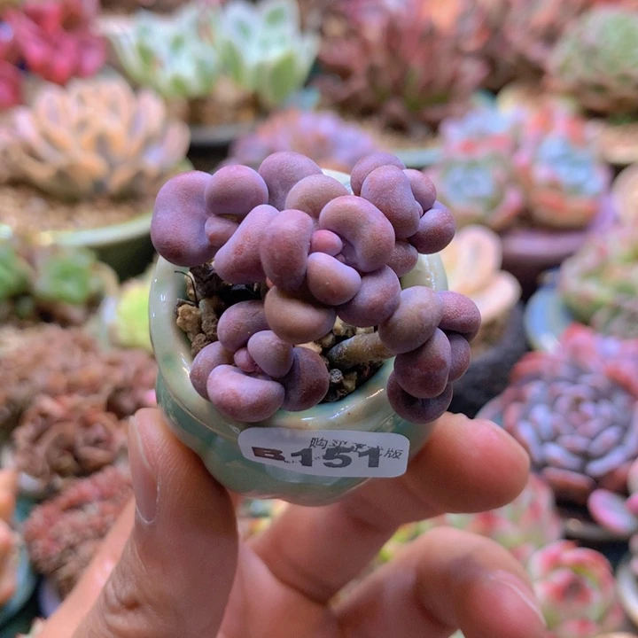 一物一拍含盆土满38包邮B151
