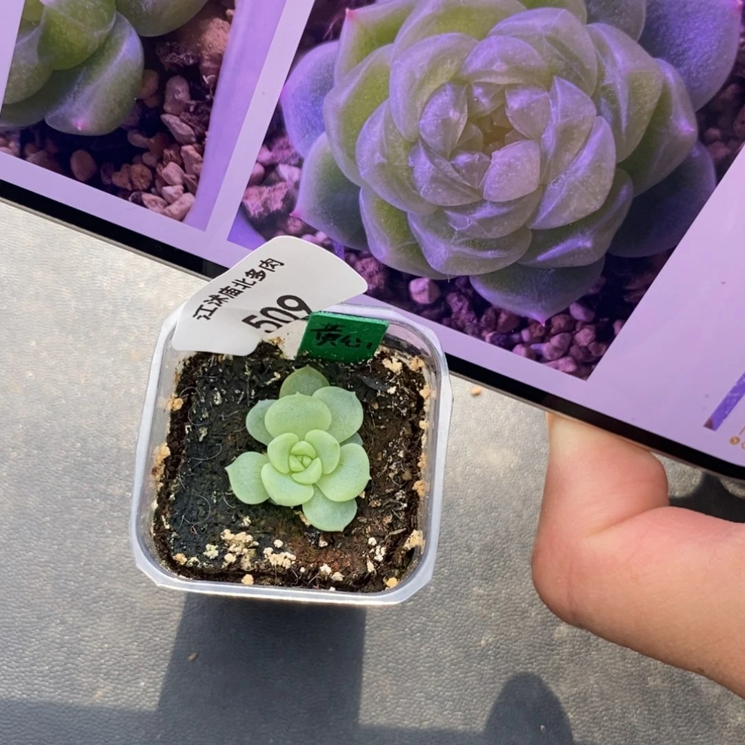 标签509暮暮黄心财富一个多肉