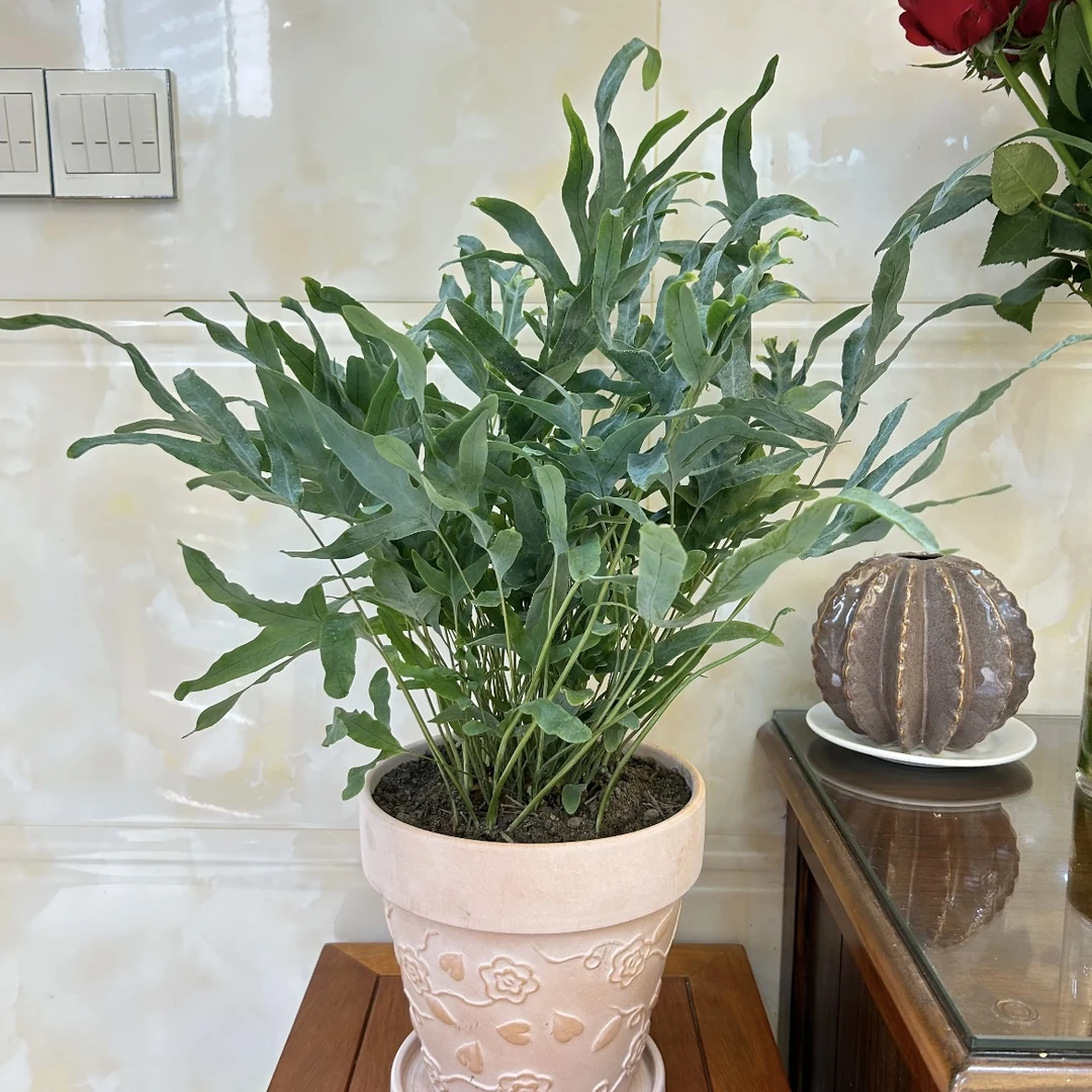 蓝星水龙骨蕨盆栽四季常青多年生观叶绿植耐阴室内养护