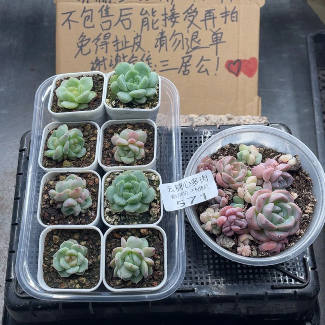 云糖心多肉植物571