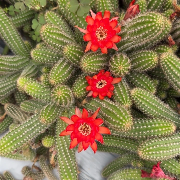 白檀仙人掌735侧芽一个