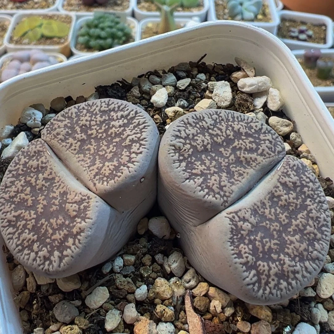 189多肉植物百科植物