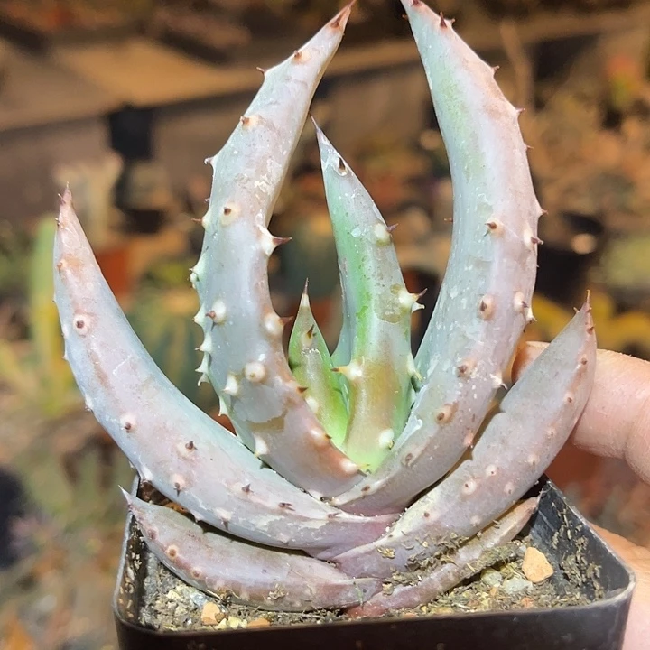 满38包邮2天凑单，脱土晾根发货多肉植物