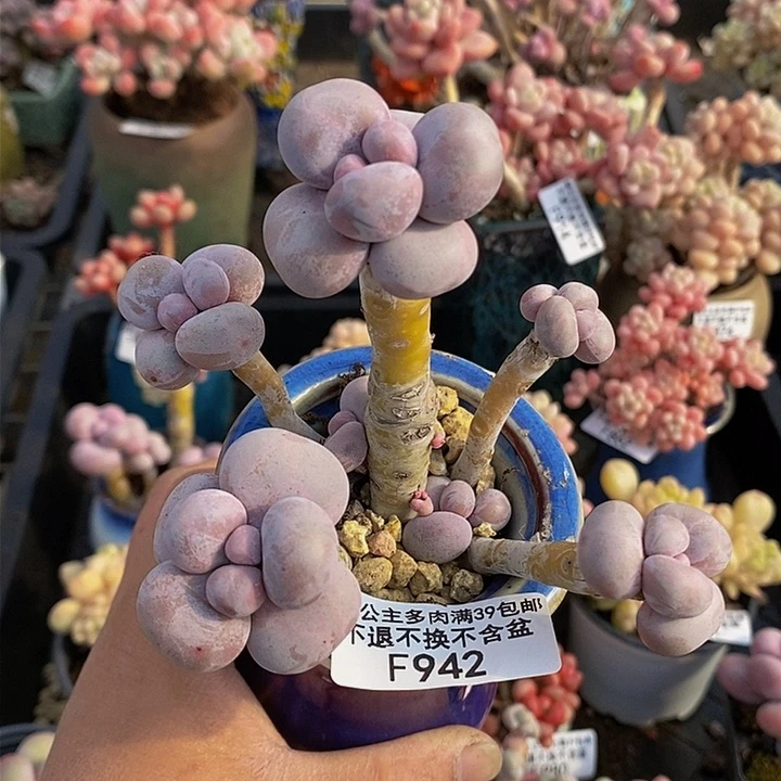 芭比奶洛老桩942多肉植物