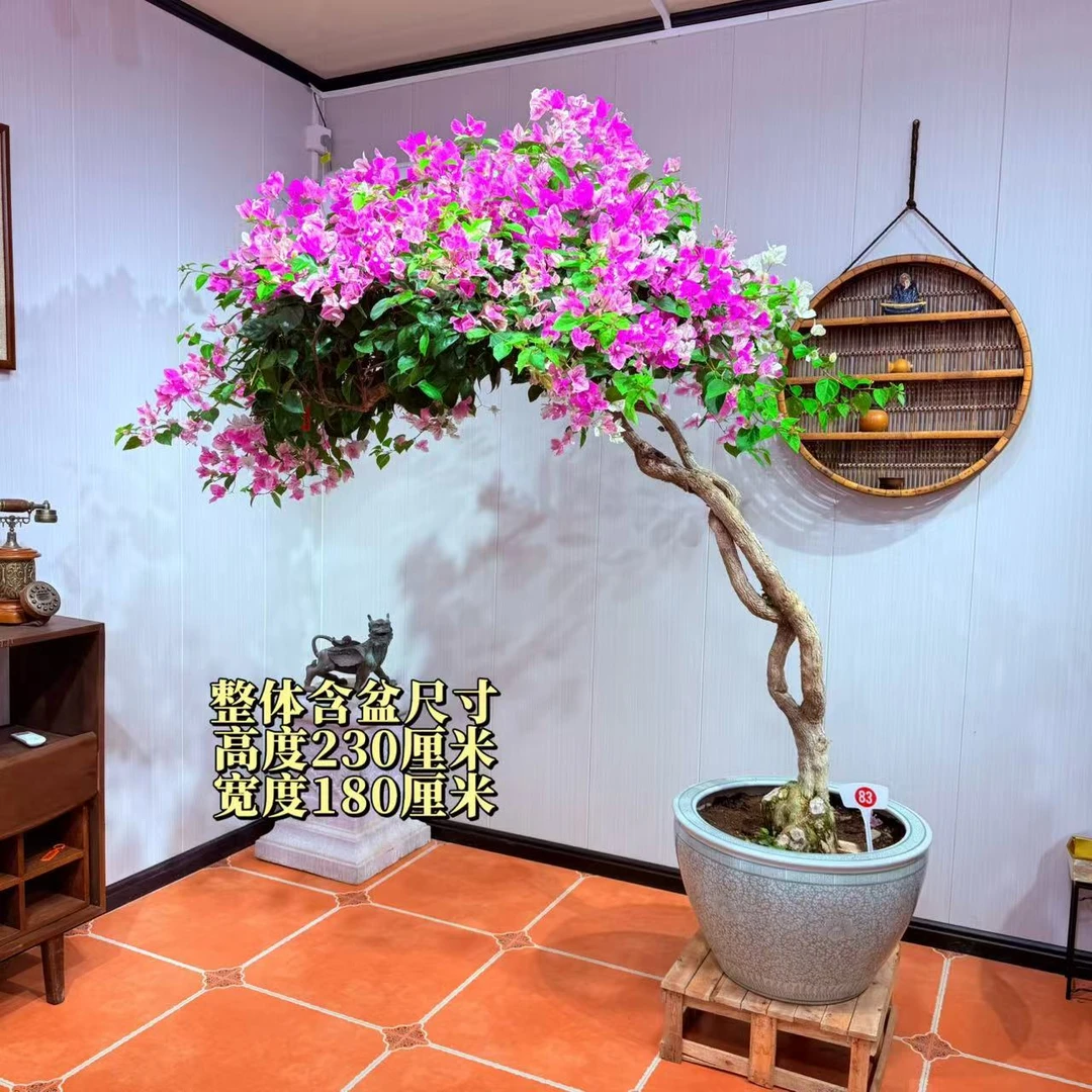 【楠山园艺】漳红樱勤花精品老桩三角梅盆景